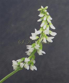  Inflorescence